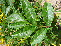 Compound leaf