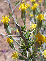 Tetradymia axillaris