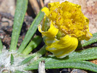 Short-stemmed flowerhead