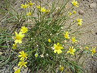 Leaves and stems