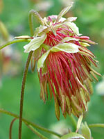 Thalictrum fendleri