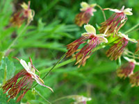 Pendent flowers