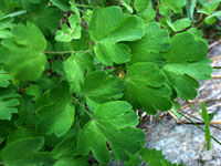 Fendler's Meadow-Rue