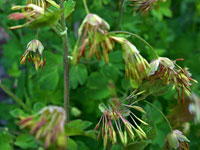 Staminate flowers