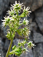 Pistillate flowers