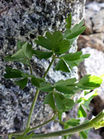 Compound leaves