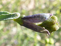 Developing fruit