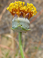 Thelesperma megapotamicum