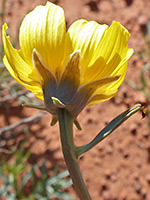 Navajo Tea