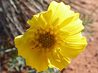 Yellow flowerhead