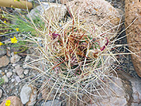 Spines and buds