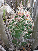 Green stem of Glory of Texas