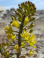 Thelypodiopsis aurea