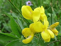 Group of flowers