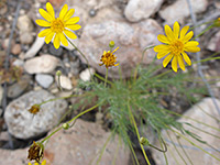 Flowerheads - in bud, mature and withered