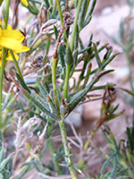 Stem leaves