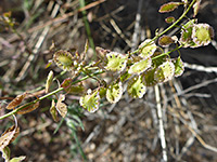 Greenish fruit