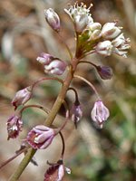 Inflorescence