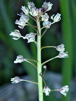 Thysanocarpus laciniatus