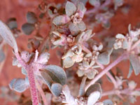 Leaves and stems