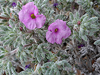 Hairy, bristly leaves