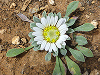 Stemless Townsend daisy