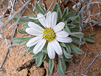 Large flowerhead