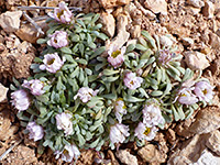 Flowers and leaves