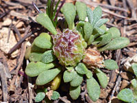 Developing flowerhead