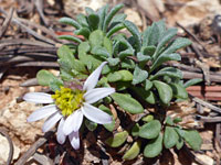 Strigose leaves