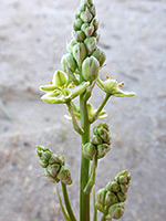 Three open flowers