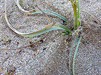 Desert Death Camas