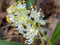 Foothill death camas
