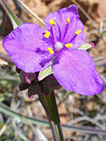 Yellow anthers