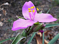 Pink flower