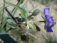 Western Spiderwort