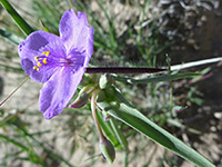 Purple flower