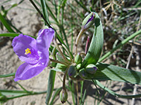 Flower stalks