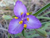 Three purple petals