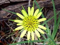 Yellow salsify