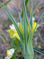 Yellow Salsify