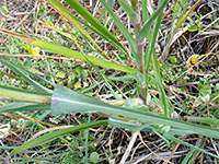 Stem and leaves