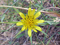 Flowerhead and bracts