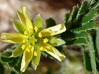 Tribulus terrestris