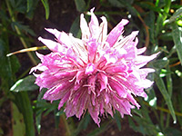 Trifolium attenuatum