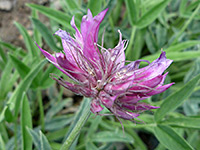 Rocky Mountain Clover