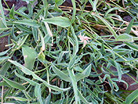 Stems and leaves