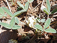 Leaves and flowers