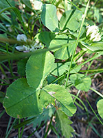 Broad leaflets