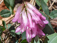 Trifolium kingii